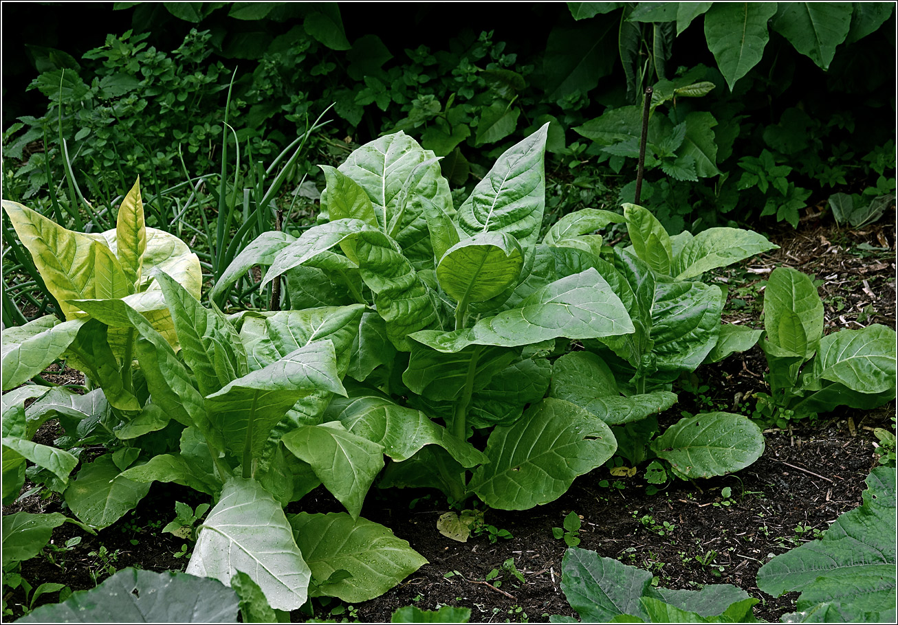Изображение особи Nicotiana tabacum.