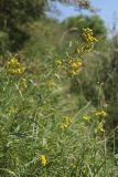 Inula britannica