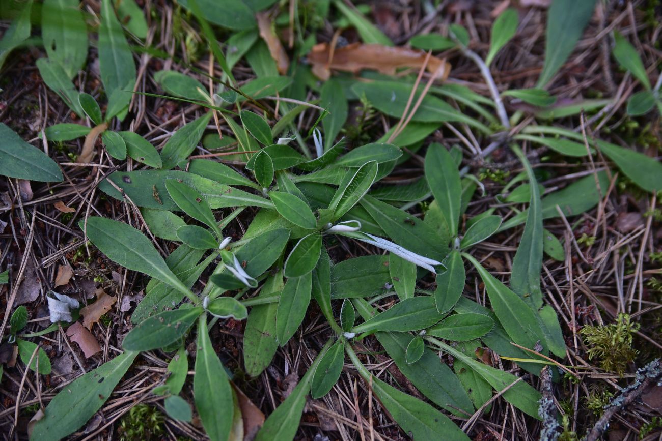 Изображение особи Pilosella officinarum.