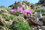 genus Centaurea. Цветуще растение. Карачаево-Черкесская Республика, Малокарачаевский р-н, гора Малый Бермамыт, каменистый склон. 25.07.2025.