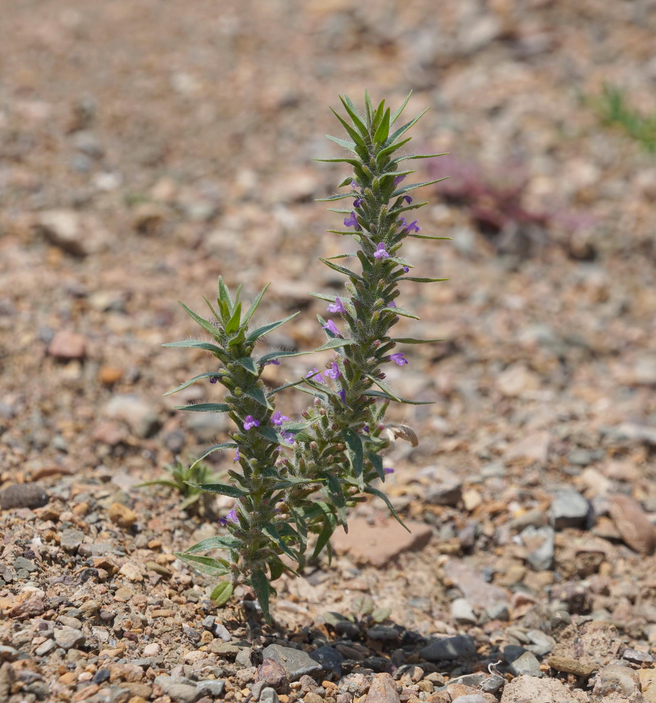 Image of Ziziphora tenuior specimen.