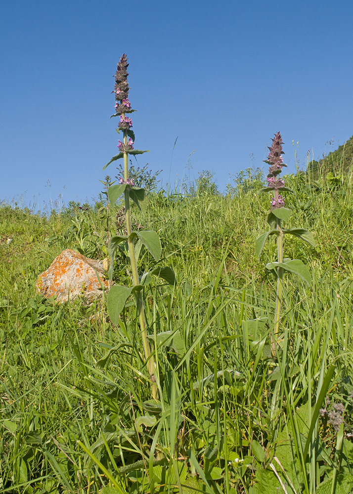 Изображение особи Stachys germanica.