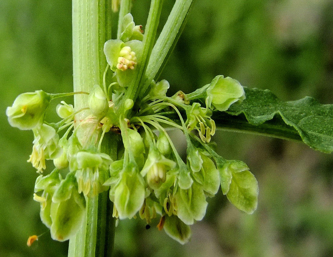 Изображение особи Rumex gmelinii.