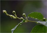Philadelphus pubescens