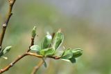 род Salix