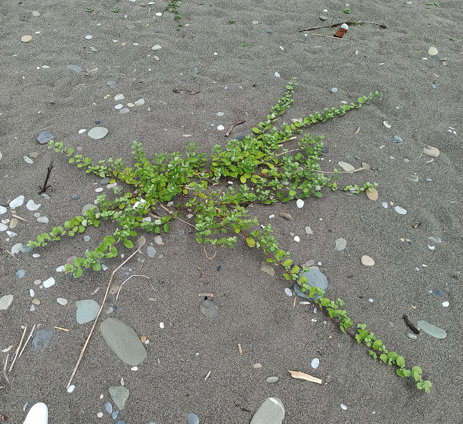 Изображение особи Неопознанный вид.