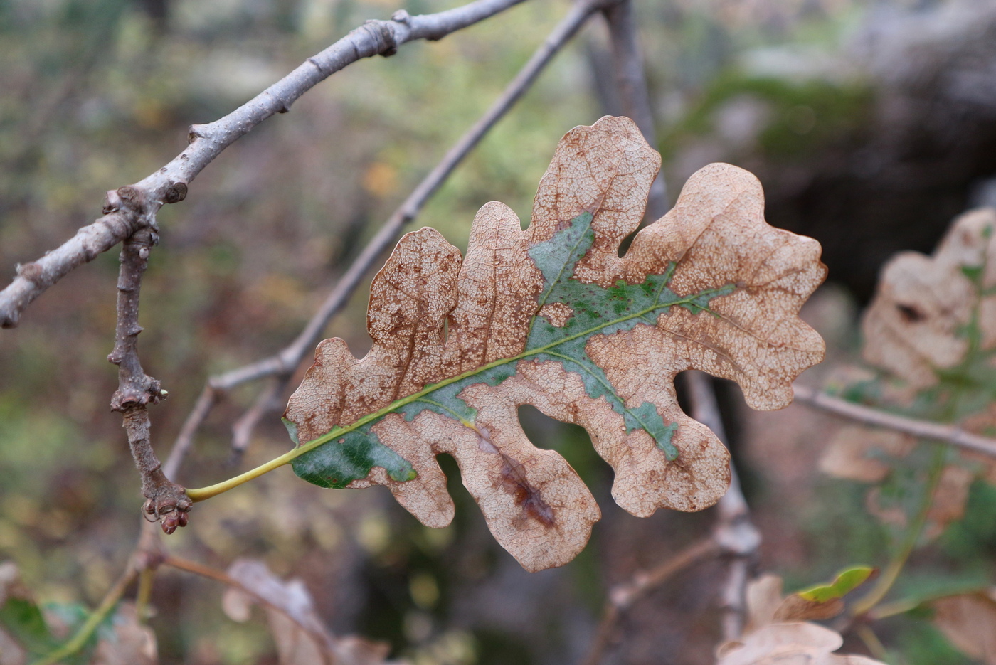 Изображение особи Quercus petraea.