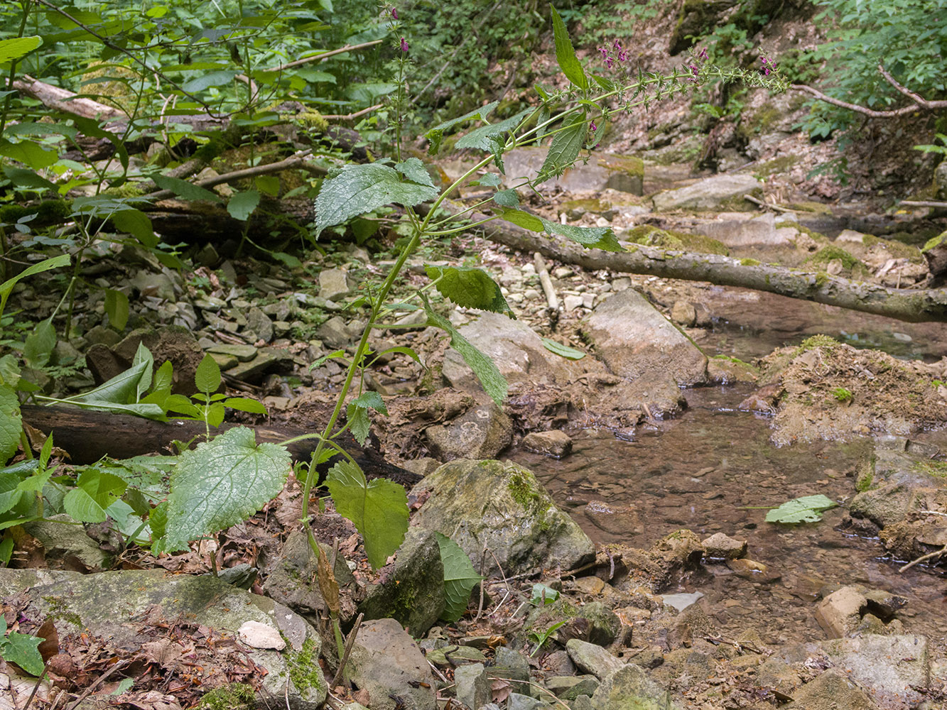 Изображение особи Stachys sylvatica.