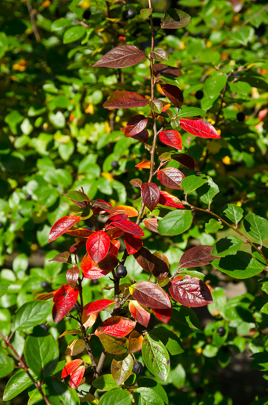 Image of Cotoneaster lucidus specimen.