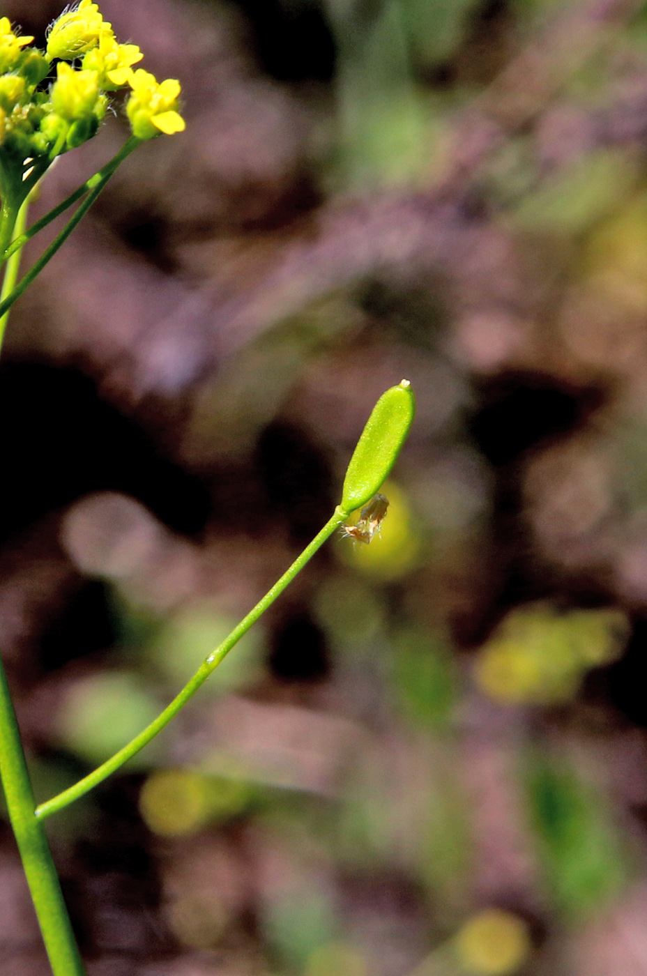 Изображение особи Draba nemorosa.