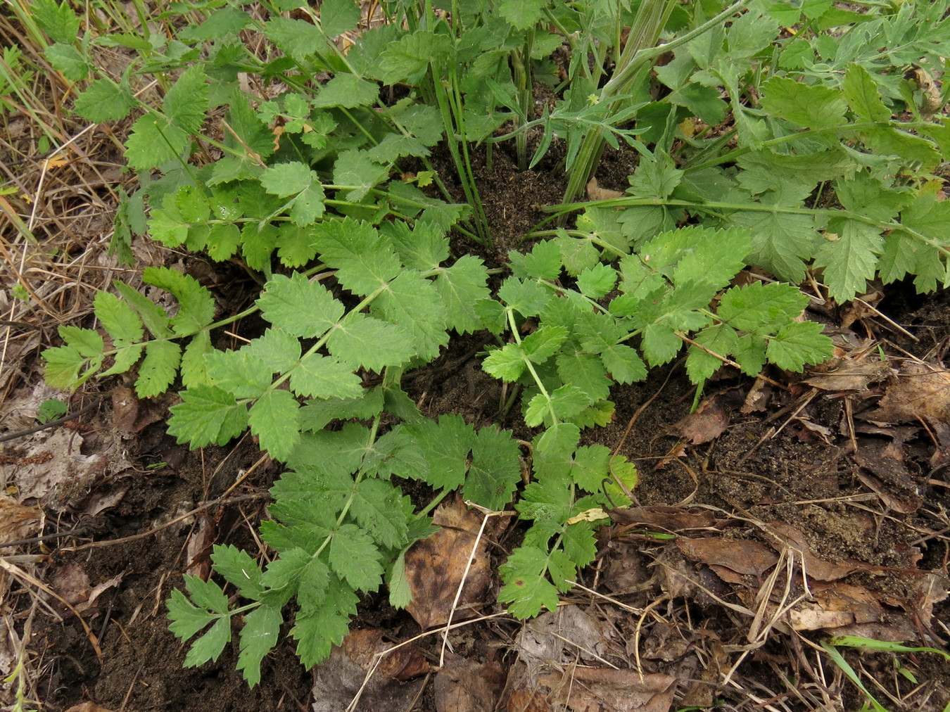 Изображение особи Pimpinella saxifraga.