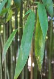 Phyllostachys sulphurea. Листья. Абхазия, г. Сухум, Ботанический сад. 13.08.2024.