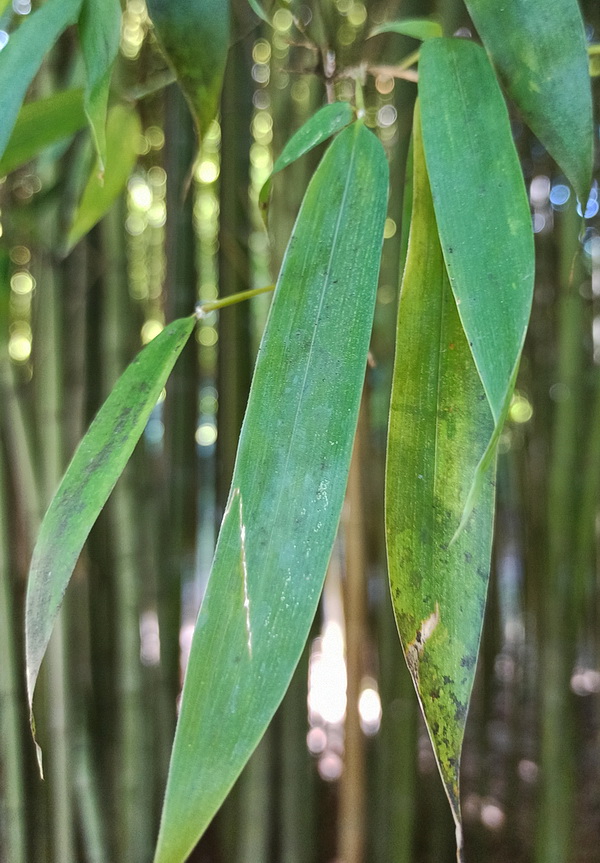 Изображение особи Phyllostachys sulphurea.