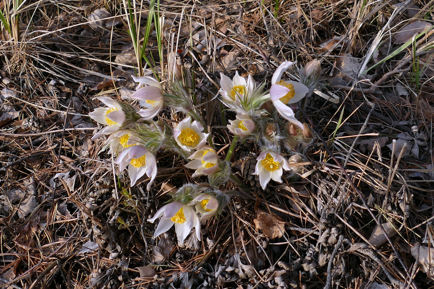 Image of Pulsatilla orientali-sibirica specimen.