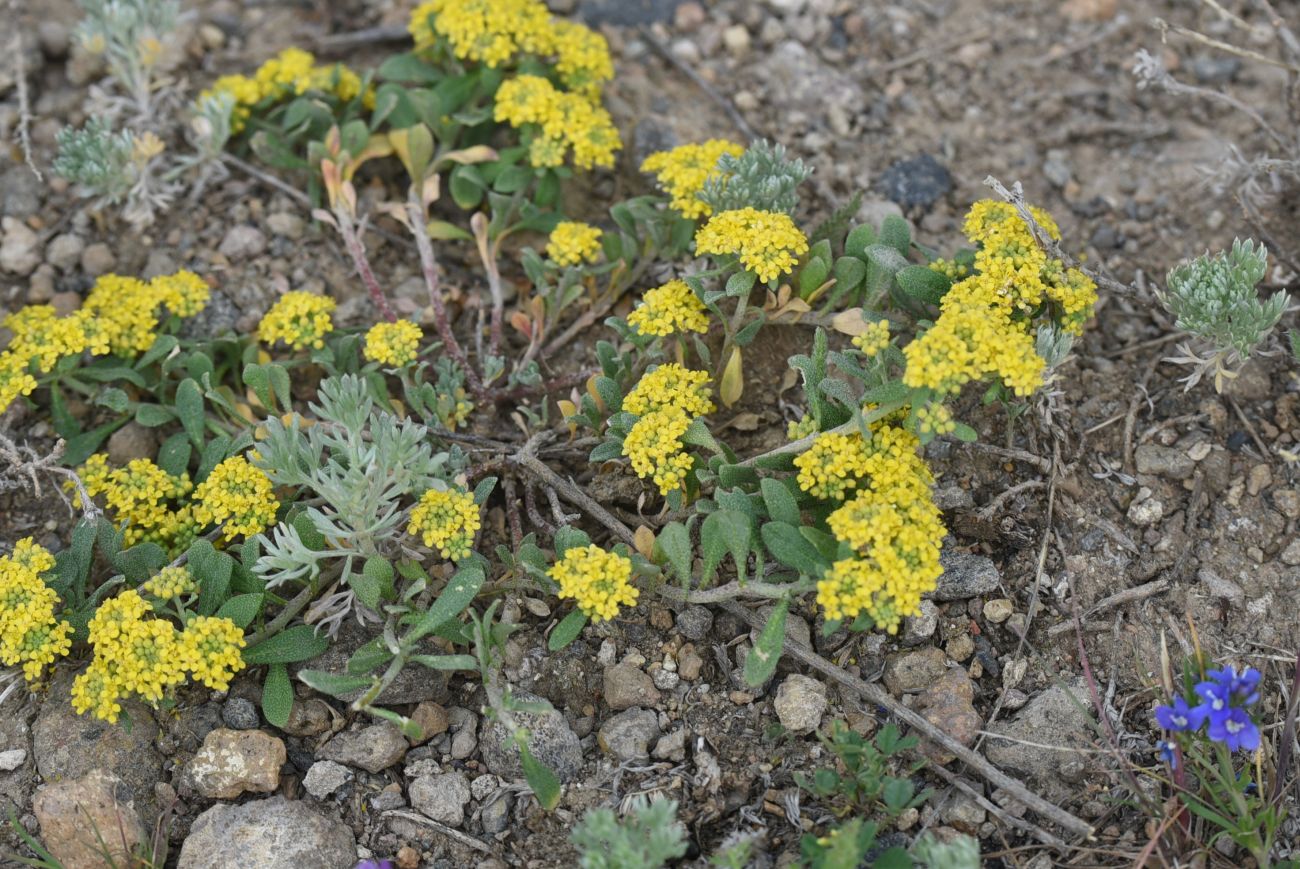 Изображение особи Odontarrhena tortuosa.