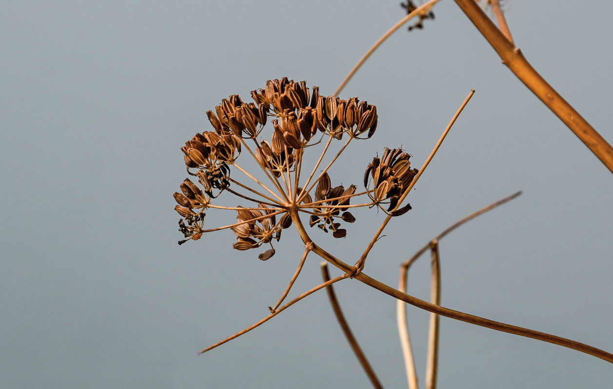 Изображение особи Ferula communis.