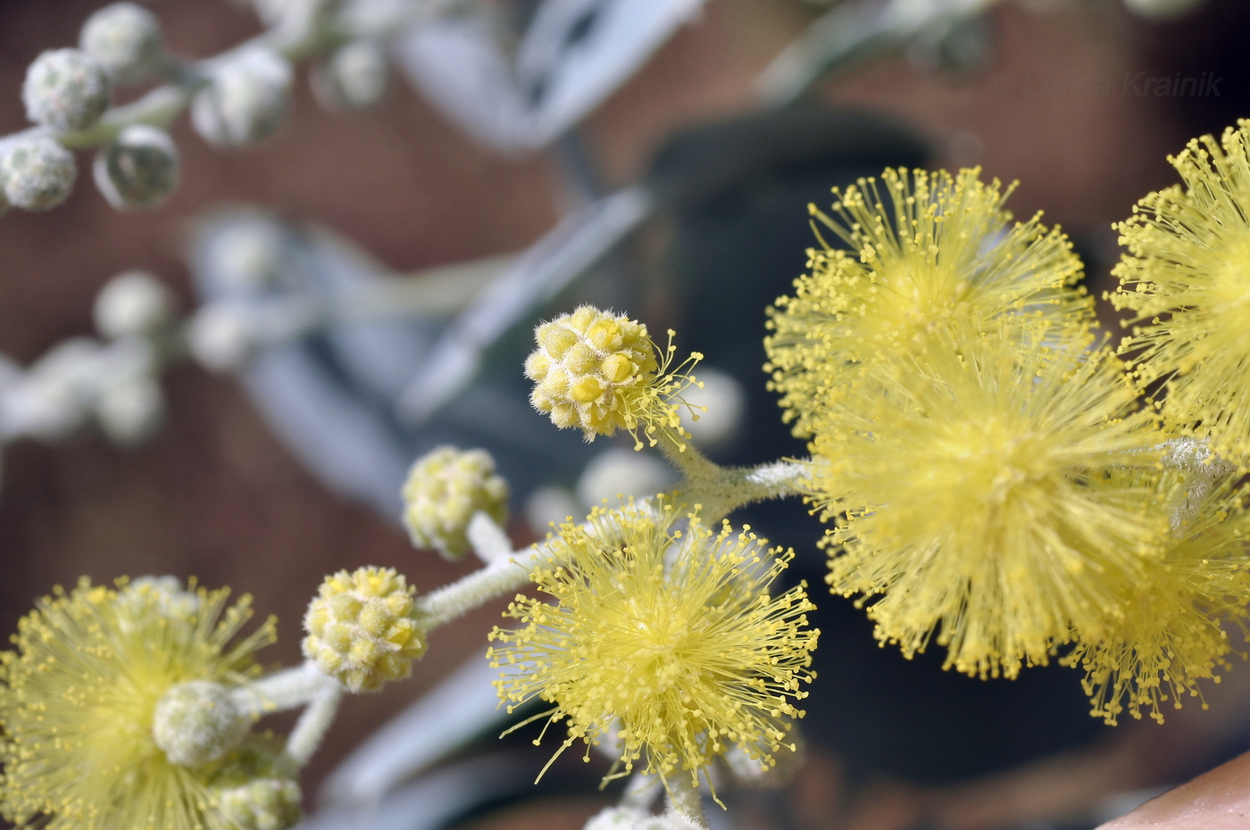 Image of Acacia podalyriifolia specimen.