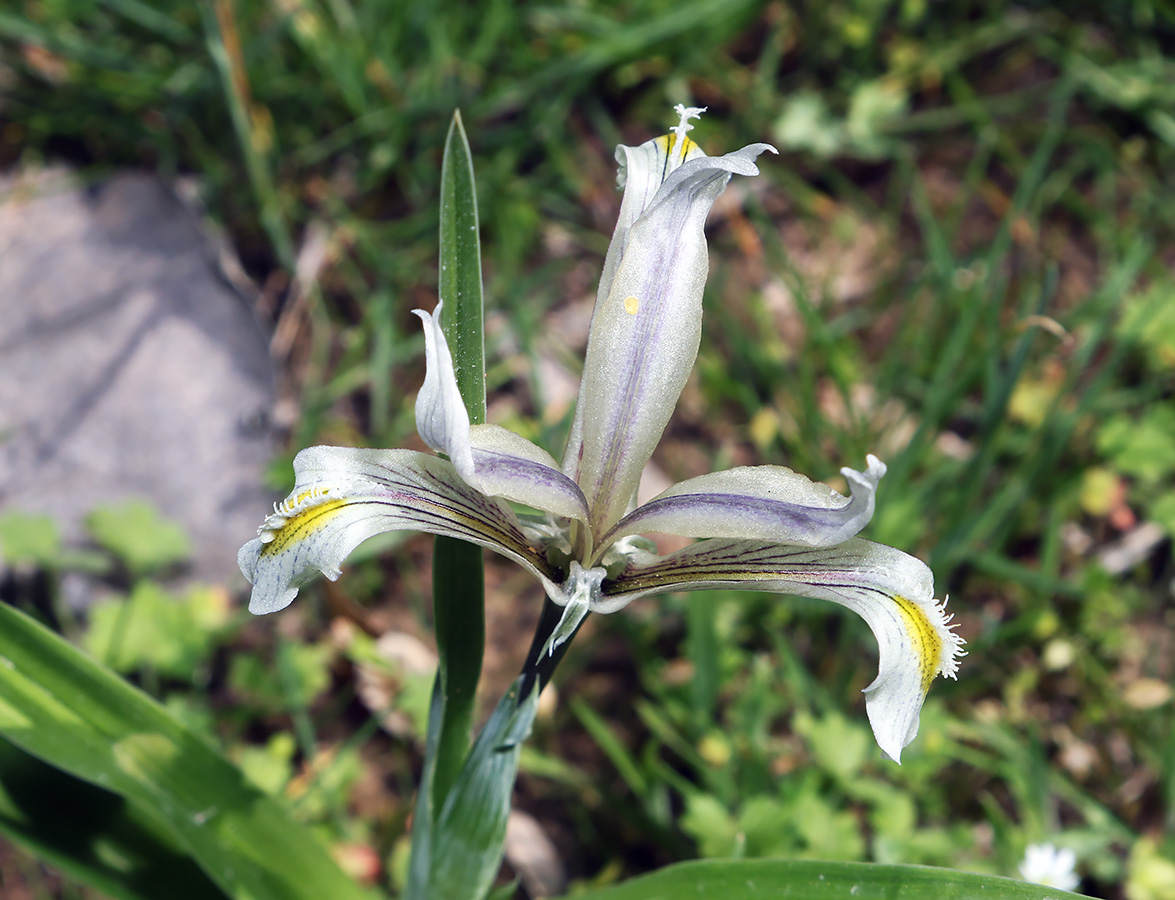 Image of Juno parvula specimen.