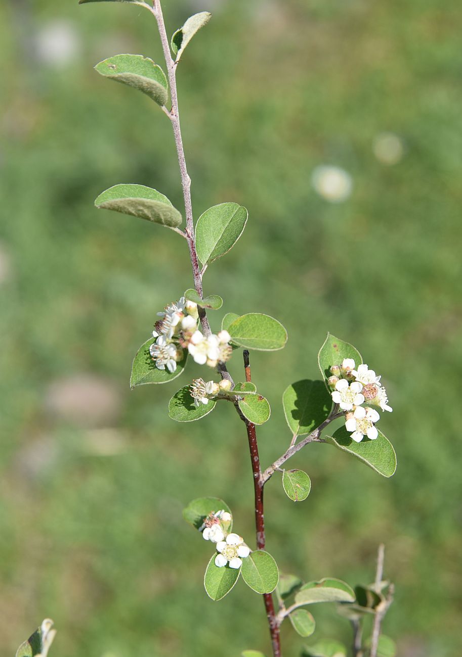 Image of genus Cotoneaster specimen.
