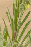 Onosma setosa. Часть побега. Дагестан, Кумторкалинский р-н, окр. бархана Сарыкум, песчаная степь. 28.04.2026.