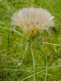 genus Tragopogon