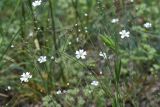 Gypsophila elegans