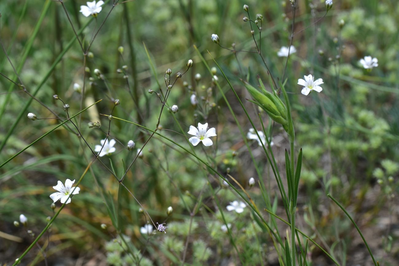 Изображение особи Gypsophila elegans.