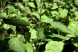 Stachys sylvatica