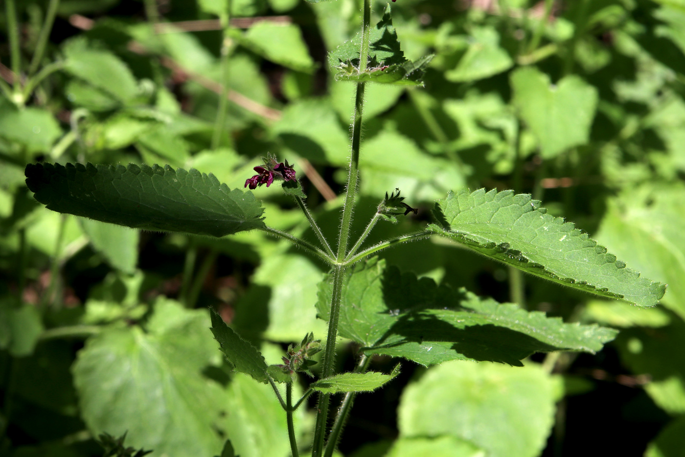 Image of Stachys sylvatica specimen.