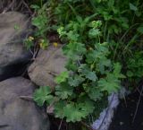 genus Alchemilla