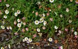 Erigeron karvinskianus. Верхушки побегов с соцветиями. Португалия, о-в Мадейра, г. Фуншал, в парке под деревьями. 09.06.2026.