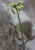Diplotaxis harra