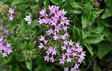 Pentas lanceolata. Верхушки побегов с соцветиями. Португалия, о-в Мадейра, г. Фуншал, в культуре. 09.06.2026.