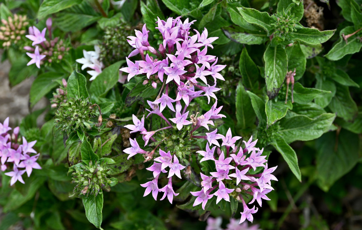 Image of Pentas lanceolata specimen.