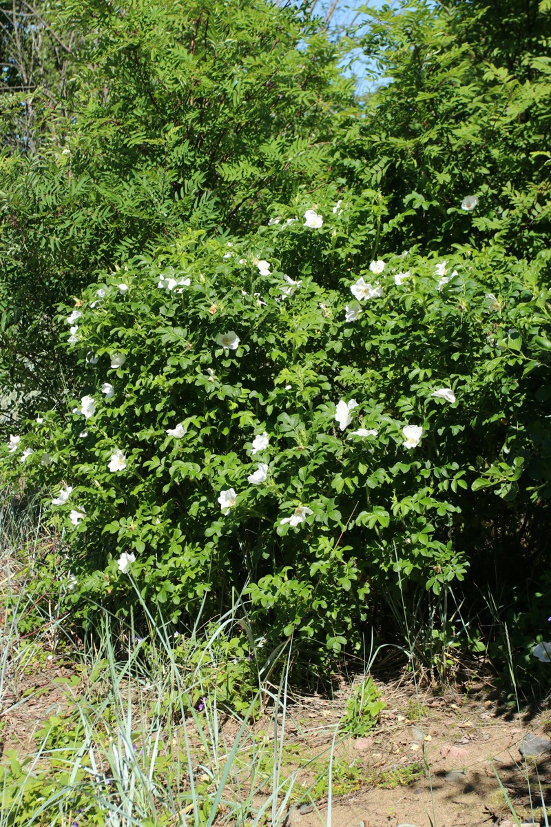 Изображение особи Rosa rugosa.