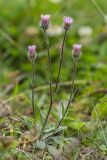 genus Erigeron. Цветущее растение. Кабардино-Балкария, Чегемский р-н, дол. р. Болдошке, окр. т/б \"Башиль\", ≈ 2300 м н.у.м., субальпийский луг. 05.08.2026.