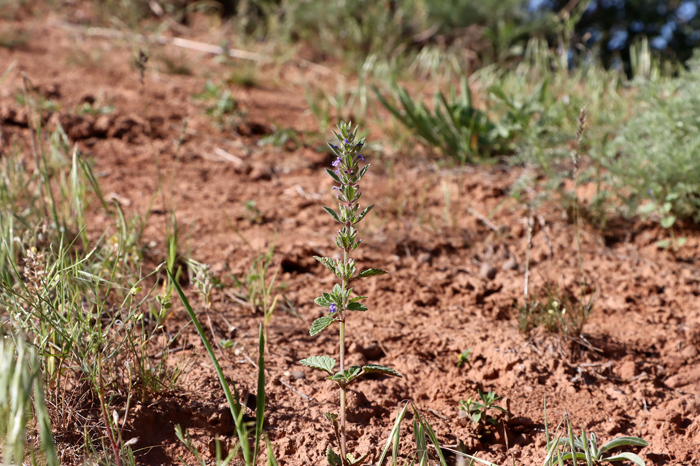 Image of Lallemantia royleana specimen.