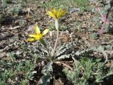 Scorzonera circumflexa. Цветущее растение. Казахстан, Сев. Тянь-Шань, горы Торайгыр, вершина пер. Аласа. 24 апреля 2026 г.