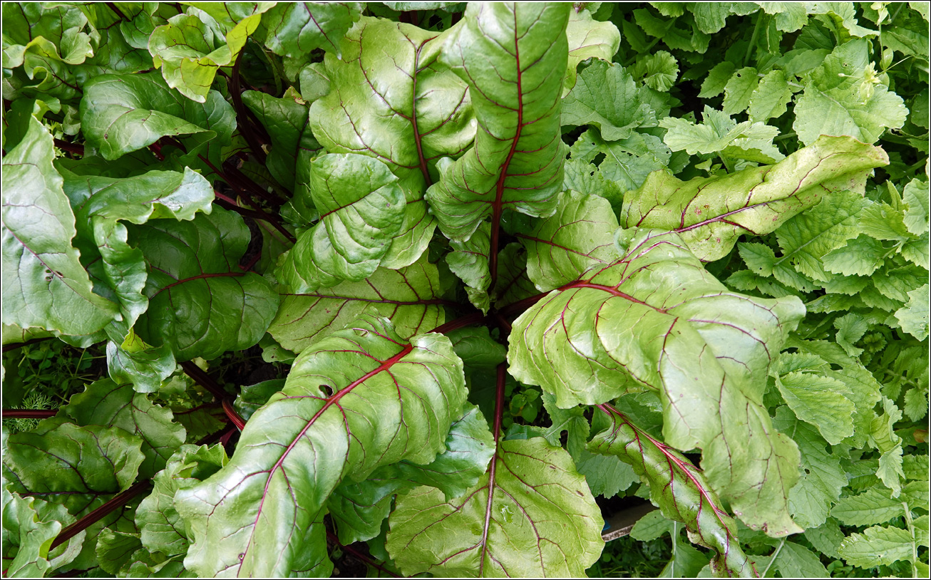 Image of Beta vulgaris specimen.