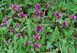 Lamium purpureum. Цветущие растения. Крым, Ангарский перевал. 30.04.2011.