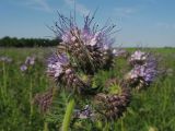 Phacelia tanacetifolia. Соцветие. Нидерланды, провинция Drenthe, окрестности деревни Anloo, в культуре. 24 мая 2008 г.