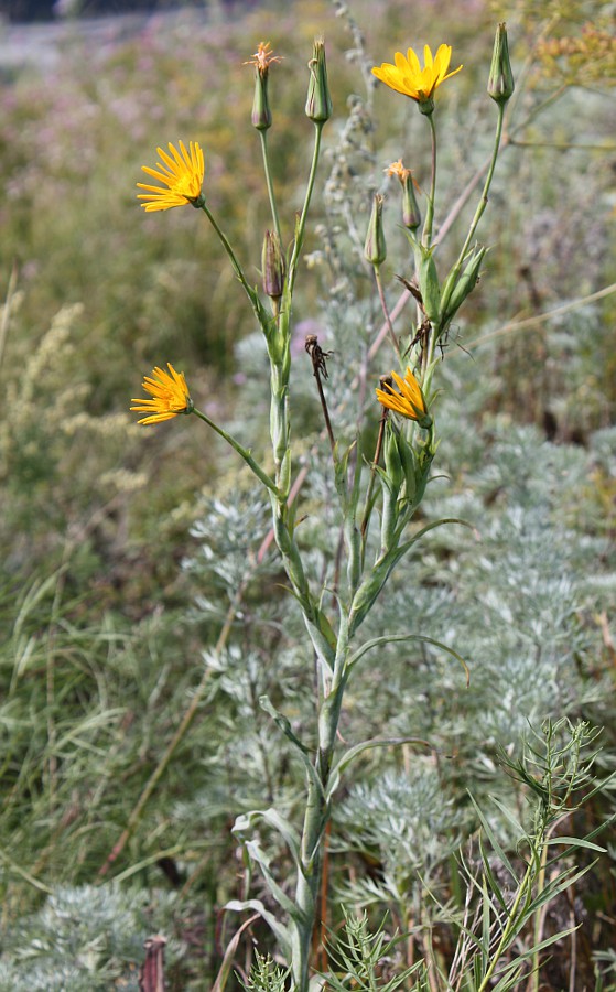 Изображение особи Tragopogon orientalis.