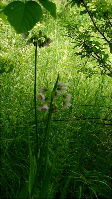 Изображение особи Nectaroscordum tripedale.