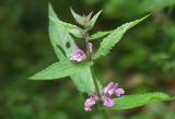 Stachys palustris. Верхушка растения с цветками. Московская обл., Раменский р-н, окр. дер. Хрипань, разнотравье под высоковольтной линией. 10.08.2002.