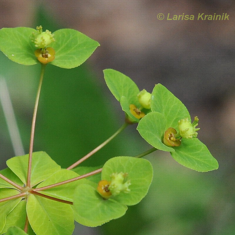 Изображение особи Euphorbia lucorum.