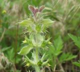 Sideritis montana