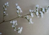 Goniolimon elatum