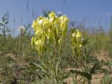 Linaria vulgaris