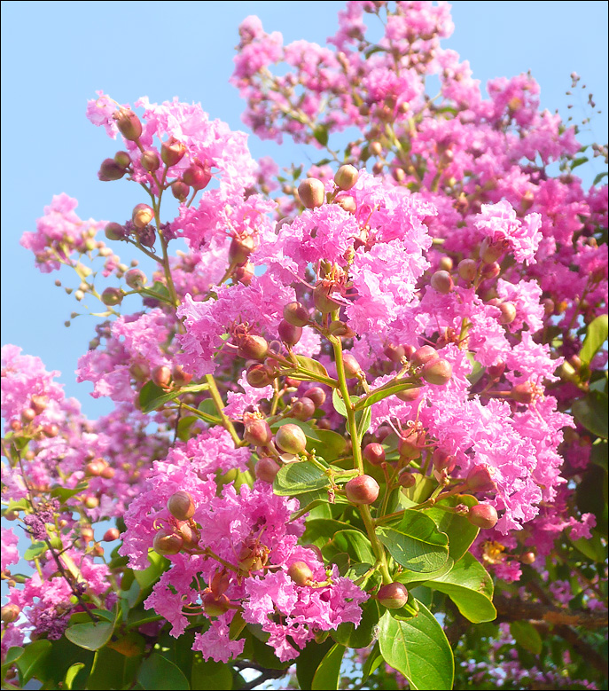 Изображение особи Lagerstroemia indica.