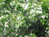 Malus mandshurica. Цветущие ветви. Приморский край, окр. г. Находка, бухта Прогулочная. 10.06.2011.